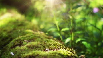 4K Summer Moss