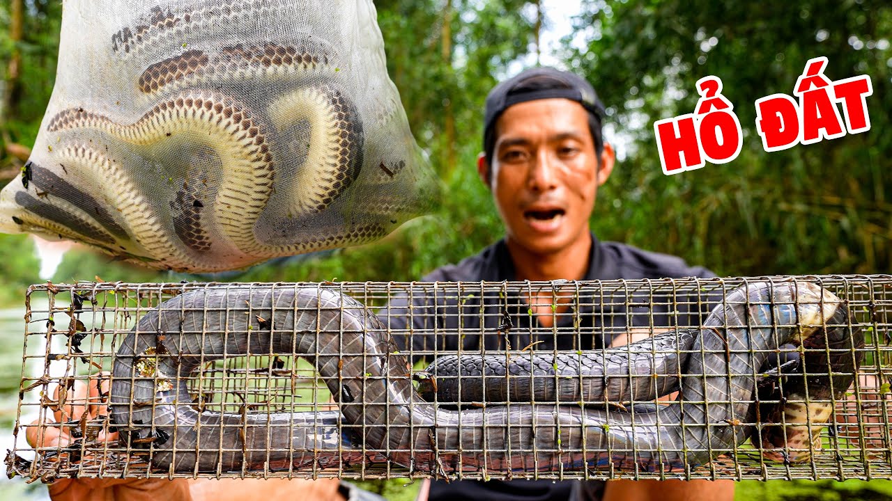 Bẫy Rắn Nơi Rừng Thiên Nước Độc - Ký Sự Rừng Già U Minh - Tập 13