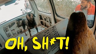 Dog catching for spay | What can go wrong? by Peepal Farm 72,028 views 4 months ago 4 minutes, 46 seconds
