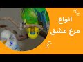 انواع مرغ عشق مرغ عشق معمولی دارچینی کلاه چتری اسپانگل ابلق فیشر فلو فرفری هلندی