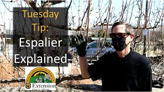 Espalier Explained