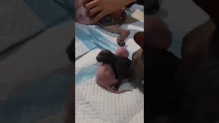 Helping For Cute Newborn Kitten to Nurse