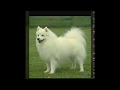 TOP 5 DOGS FOR FIRST TIME OWNER IN INDIA