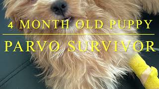 4 month old unvaccinated puppy survived PARVO VIRUS #parvovirus #parvohomeremedy