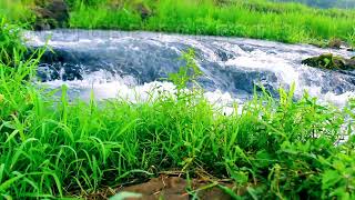 Relaxing Water Sounds,Birds Chirping,Forget Stress and Relax Listen to Relax, Meditation Then Sleep