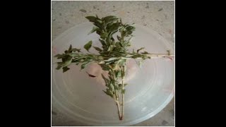 Προζύμι από Βασιλικό