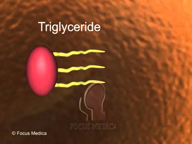 Triglycerides Youtube