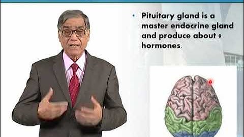 Anatomy of Vertebrate Brain 1 | Animal Form & Function 1 (Theory) | ZOO516T_Topic049