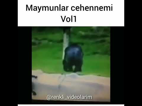 Maymunlar Cehennemi Troll