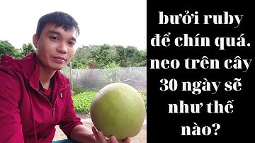 Bưởi ruby thái lan ghép ở miền bắc quả chín quá ăn sẽ như thế nào?