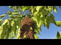 Bees in a Tree (part 3 of 4)