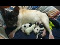 French bulldog giving birth, naturally born 4 puppies - Bull Pháp đẻ thường 4 bé