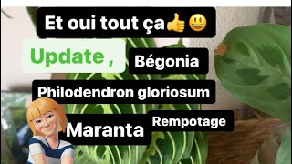 Rempotage, philo , Maranta , update, belle aloé,    #update #bouture #philodendron