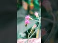 little ironweed