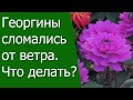 Георгины сломались от ветра. Что делать?