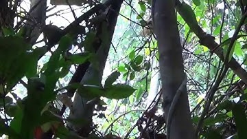 Mật ong rừng nguyên chất Hiệp Đức - Video lấy mật 2