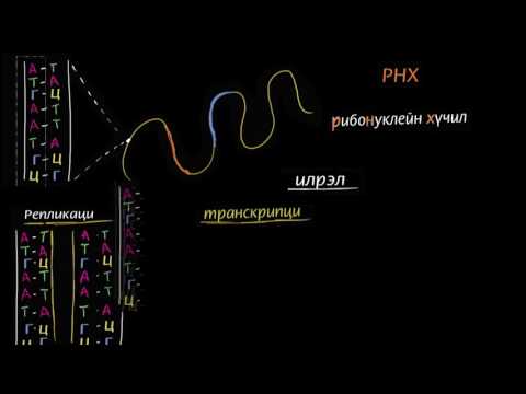 Видео: РНХ-ийн молекул гэж юу вэ?