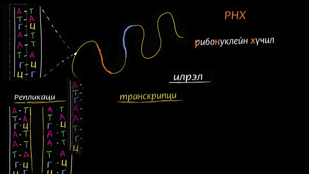 РНХ-ийн транскрипц ба трансляци /хуулбарлалт ба хөрвүүлэлт/
