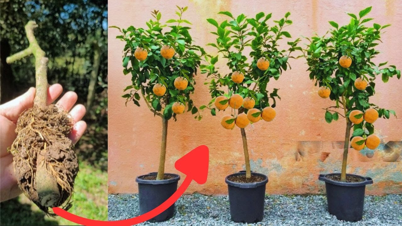 Como Fazer Mudas de Limão Cravo por Alporquia Muito Produtivas