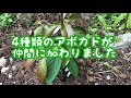 ゆす村農園の4つの品種のアボカド（セルパ，ポペーノ，マラマ，ブース8）を定植した！