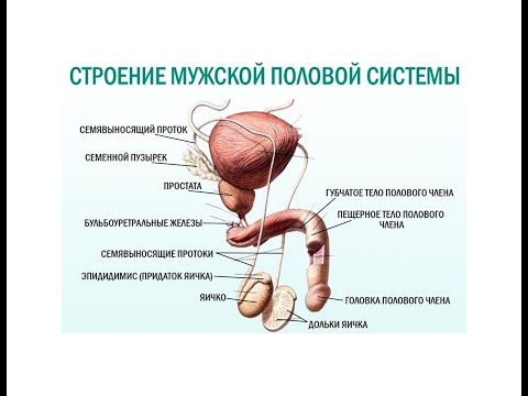 Видеозанятие "гистология мужской половой системы"