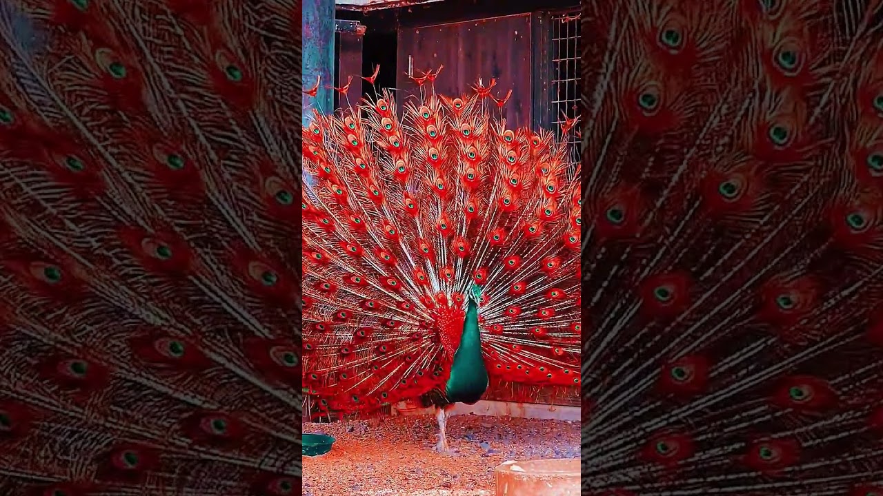 How to Capture the Delightful Display of a Peacock's Plumage | 