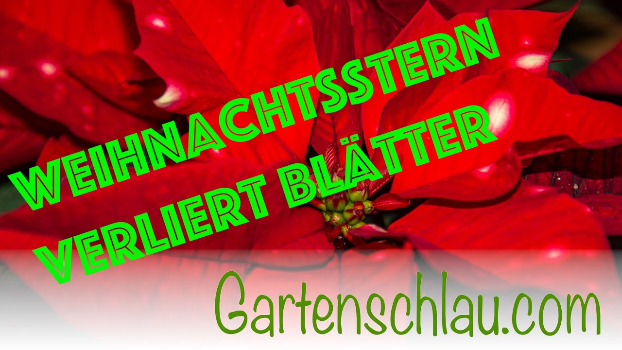 Weihnachtsstern verliert Blätter: Die 5 häufigsten Ursachen