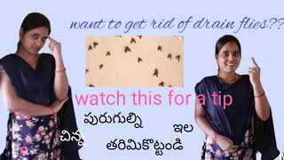 How to get rid of drain flies ??||watch this video for solution.