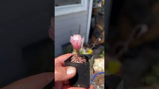 Gymnocalycium cactus plants succulents flower cactuslover