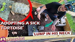 ADOPTED A SICK TORTOISE ON CRAIGSLIST (SCAMMED)
