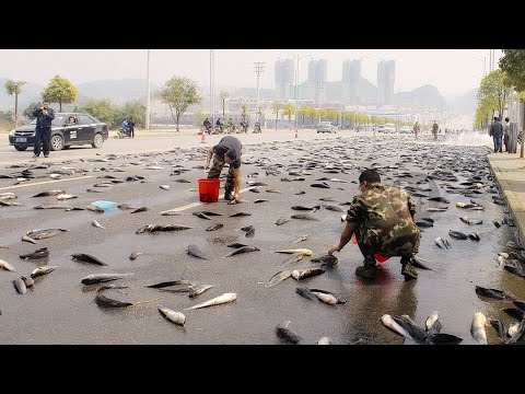 Vídeo: Choveu Peixes No Irã - Visão Alternativa
