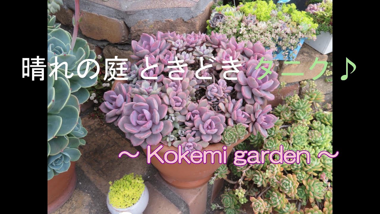 多肉植物】⑳デビー丼の仕立て直し - YouTube
