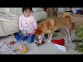 クリスマス準備をしていたら柴犬が見事にお手伝いをやってのけましたw