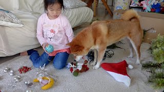 クリスマス準備をしていたら柴犬が見事にお手伝いをやってのけましたw