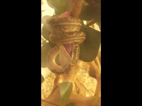 Eastern Carpet Python Eating A Pinkie