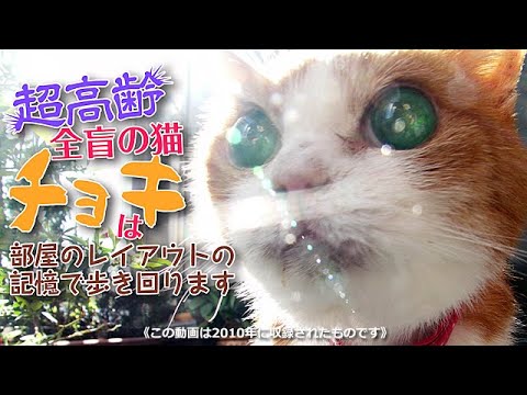 【22歳全盲の猫チョキまとめ】その４　猫は目が見えなくなるとそのほかの感覚を研ぎ澄ます　#盲目の猫 #超高齢猫 #野生の能力