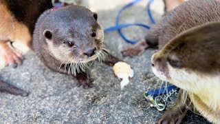 [Original Video] An Otter Secretly Stealing a Scallop
