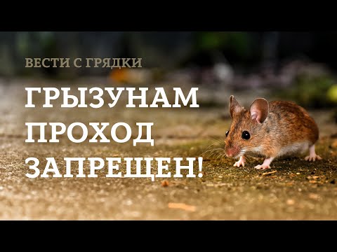 Мышей и крыс больше не будет! Проверенные средства борьбы с грызунами