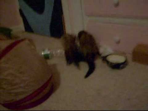 Sid & Darla playing with a toy mouse