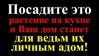 Посадите это растение на кухне и Ваш дом станет для ведьм их личным адом! Врагам - все зло вернется