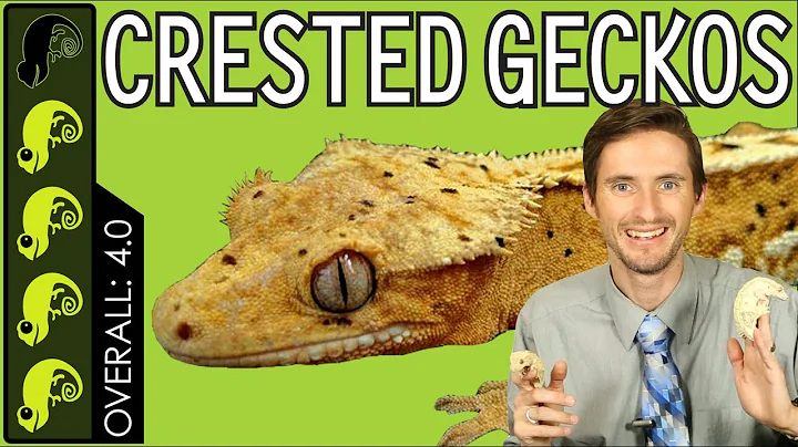 Crested Gecko, The Best Pet Reptile?