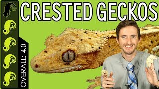 Crested Gecko, The Best Pet Reptile?