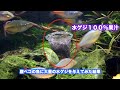 腹ペコの魚に大量の水ゲジを与えてみた。