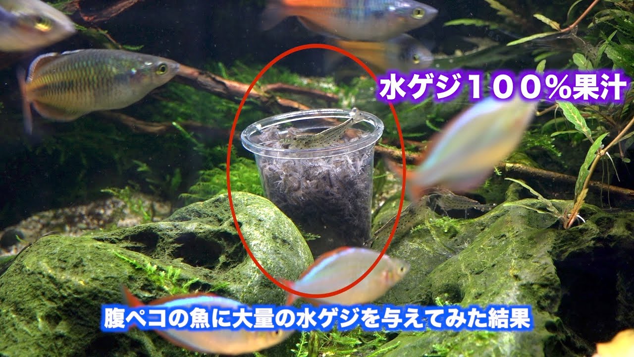 腹ペコの魚に大量の水ゲジを与えてみた Youtube