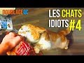 Doublageqc  les chats idiots 4