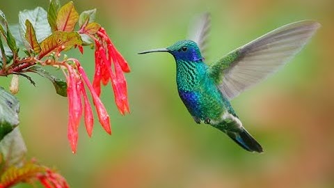 Hummingbird Sounds For 1 Hour