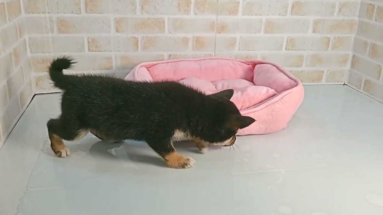 761567 豆柴 - YouTube