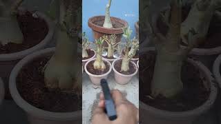 BEST ADENIUM FERTILIZER #gardening #flowers #pruning #adeniumcare #fertilizer #desertrose #repoting