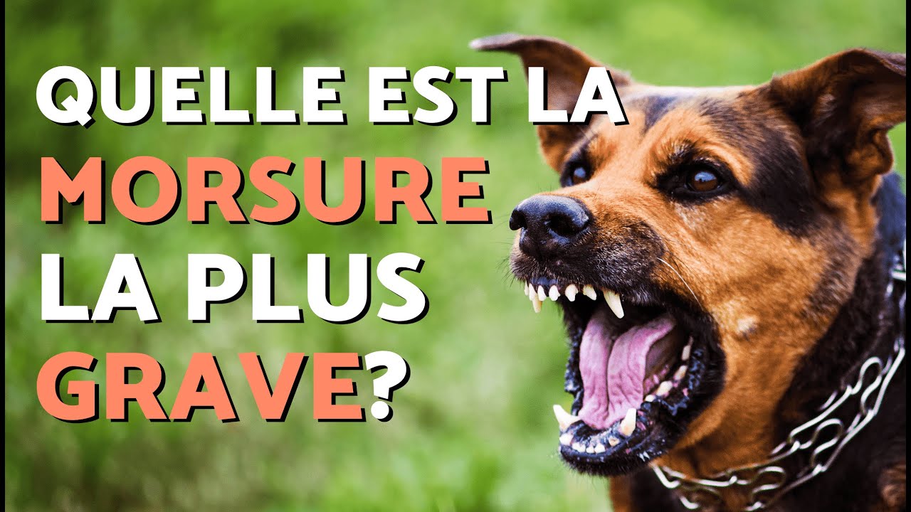 Les 6 NIVEAUX de MORSURE chez le CHIEN 🐶 Explication de l'ÉCHELLE DE ...