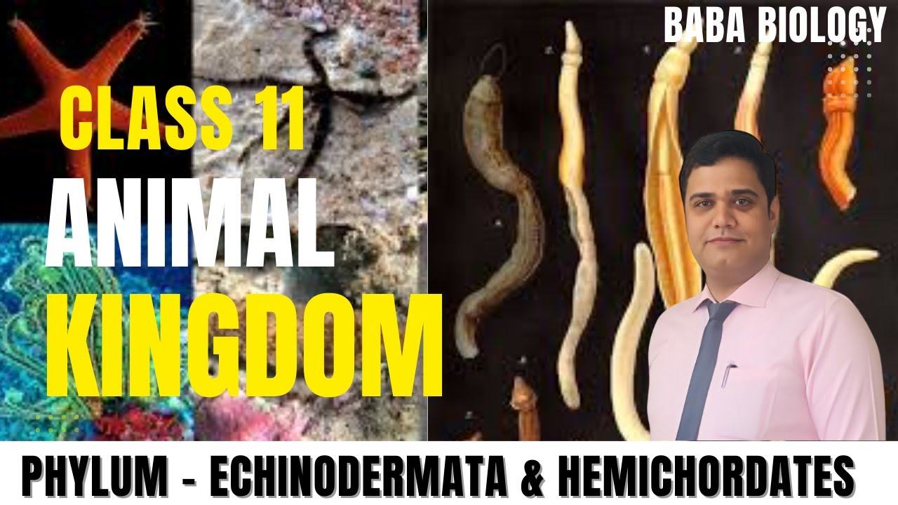 PHYLUM ECHINODERMATA & HEMICHORDATES  | KINGDOM ANIMAL | CLASS 11 | BABA BIOLOGY